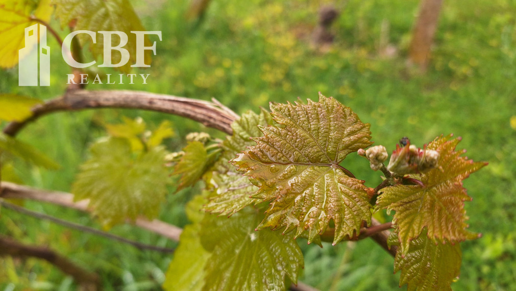 22.000 ! ZÁHRADKÁRSKA CHATKA S VINIČOM NA PREDAJ V HRHOVE