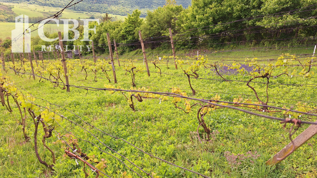 22.000 ! ZÁHRADKÁRSKA CHATKA S VINIČOM NA PREDAJ V HRHOVE