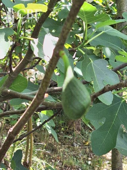 EŠTE NIŽŠIA CENA ! KRÁSNA ZÁHRADA NA BETLIARSKEJ CESTE !
