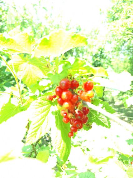 EŠTE NIŽŠIA CENA ! KRÁSNA ZÁHRADA NA BETLIARSKEJ CESTE !