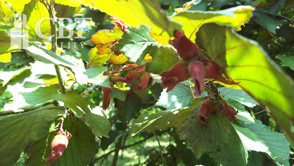 EŠTE NIŽŠIA CENA ! KRÁSNA ZÁHRADA NA BETLIARSKEJ CESTE !