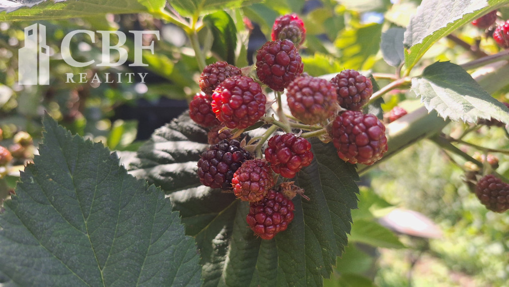 VÝRAZNE ZNÍŽENÁ CENA ! SLNKOM ZALIATA ZÁHRADA NA RUDNIANSKOM KOPCI !
